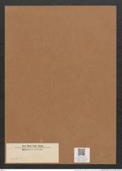 Diatomeae indet. (de-Toni-Nr.: Species 3233 ?) Zeichnungen Sammlung Grunow Mappe 03442 (Herbarium_W_Grunow_drawings_Folder_03442)